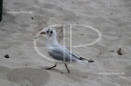 IMG 6921