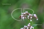 IMG 7225
