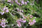 IMG 7503