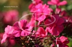 IMG 7821