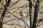 IMG 9831